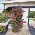 Blaze Climbing Rose Plant – Live Potted Red Climber | Hardy Fast Growing Rose Vine