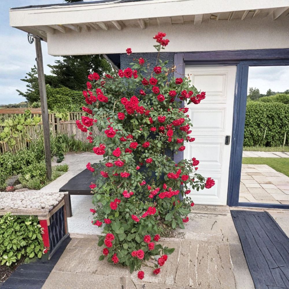 Blaze Climbing Rose Plant – Live Potted Red Climber | Hardy Fast Growing Rose Vine