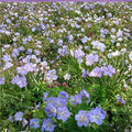 Mrs. Kendal Clark Geranium Seeds – 25+ Hardy Perennial Flower Seeds for Cottage Gardens