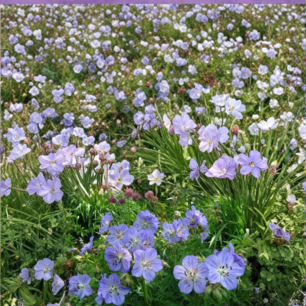 Mrs. Kendal Clark Geranium Seeds – 25+ Hardy Perennial Flower Seeds for Cottage Gardens