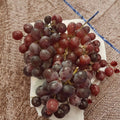Vanessa Red Seedless Grape Vine – Live 2 Gallon Fruit Plant | Self-Fertile Seedless Grapes for Home Garden