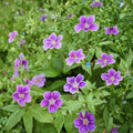 Clos du Coudray Geranium Seeds – 25+ Premium Hardy Flower Seeds for Patio & Containers