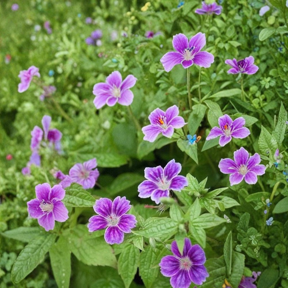 Clos du Coudray Geranium Seeds – 25+ Premium Hardy Flower Seeds for Patio & Containers