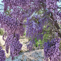 Purple Wisteria Vine – Wisteria sinensis Live Plant | 4–6 Feet Tall | Fragrant Purple Flowers | Fast Growing Climbing Vine