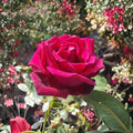 TRAVIATA Red Fragrant Hybrid Tea Rose Live Plant | 3 Gallon Double Bloom Shrub Rose