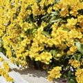 Carolina Jasmine Seeds 20 - Gelsemium sempervirens Yellow Jessamine | Fragrant Climbing Vine | Pollinator Friendly | USA Grown
