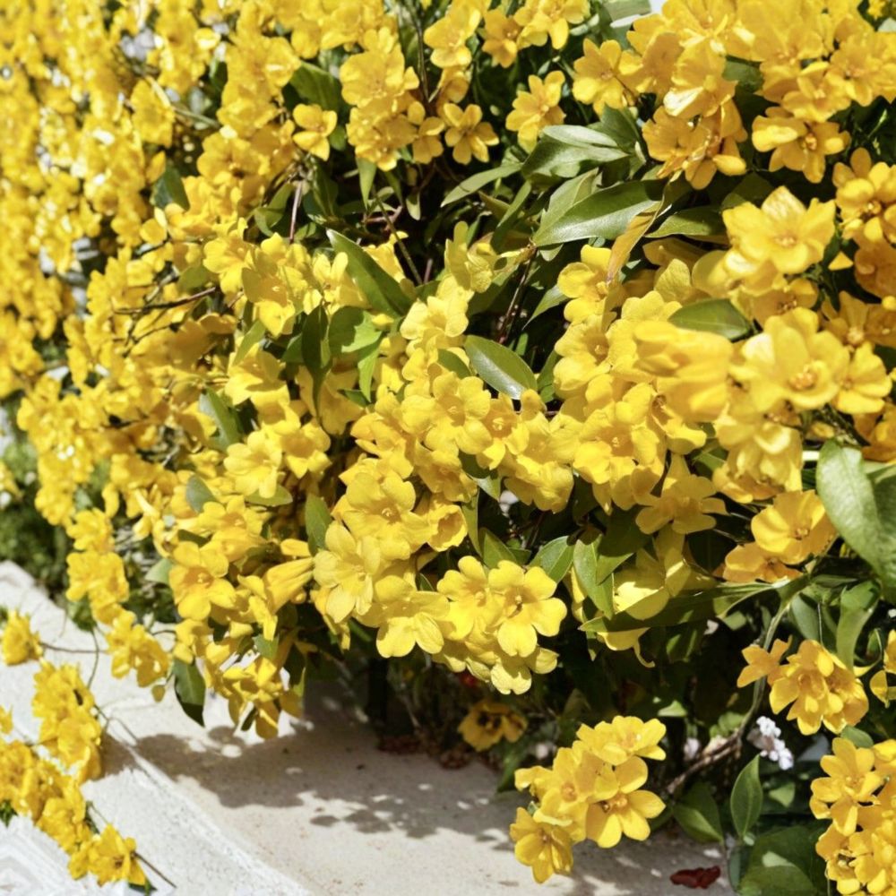 Carolina Jasmine Seeds 20 - Gelsemium sempervirens Yellow Jessamine | Fragrant Climbing Vine | Pollinator Friendly | USA Grown