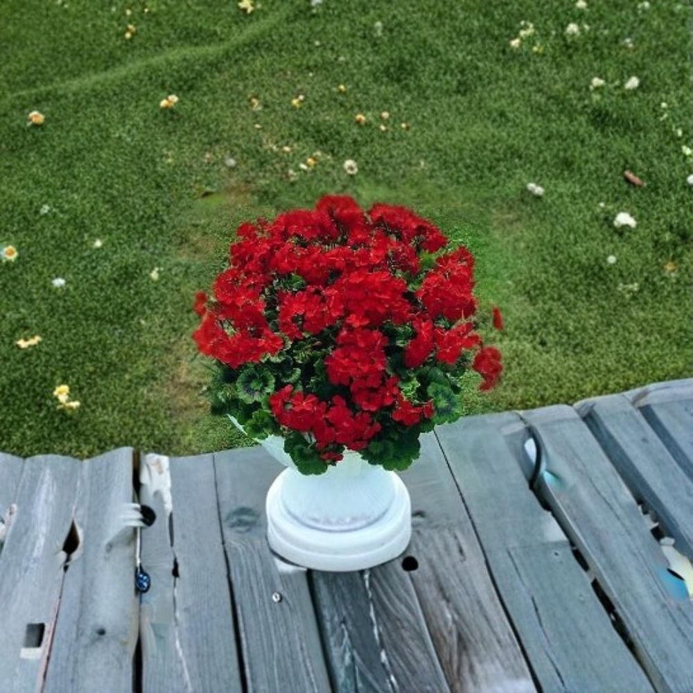 Geranium Breakaway Red Pelargonium Seeds | 100 Coated Seeds | Heat Tolerant Scarlet Blooms
