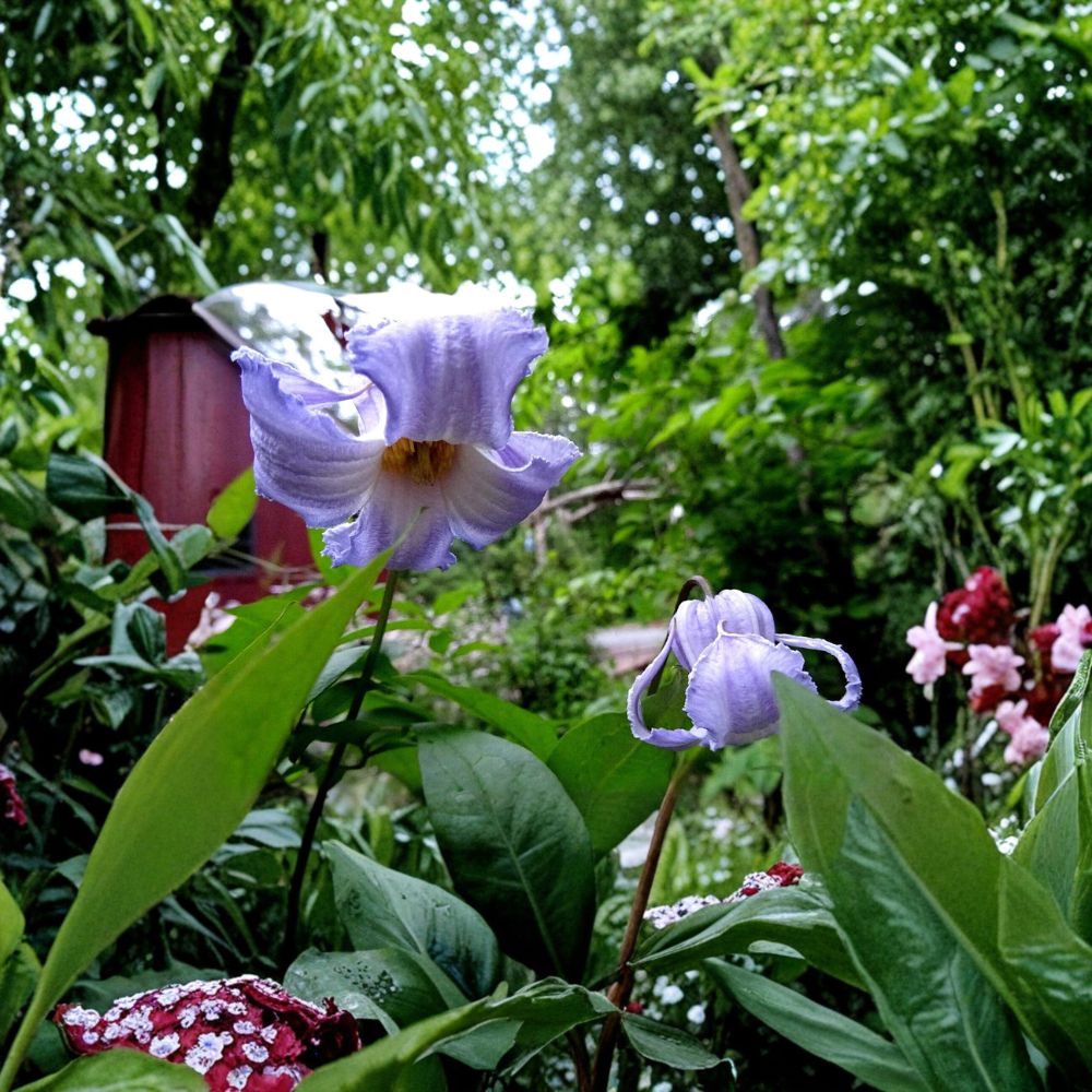 Clematis crispa Blue Jasmine Native Perennial Vine Seeds | 10 Organic Seeds 2025 Harvest
