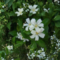 Orange Jasmine Seeds – Murraya paniculata Tall Variety 10 Pack | Fragrant Mock Orange Shrub Tree