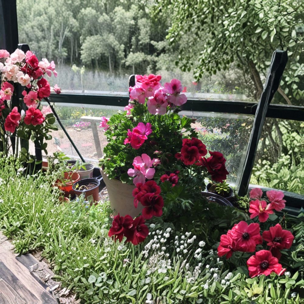 Martha Washington Geranium Mix Cuttings – 6 Pelargonium Cuttings for Rooting | Multi Color Flower Plant | Indoor & Outdoor Friendly