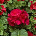 Pinto Premium Coral Geranium Seeds – 100 Pelargonium Seeds for Pastel Coral Blooms