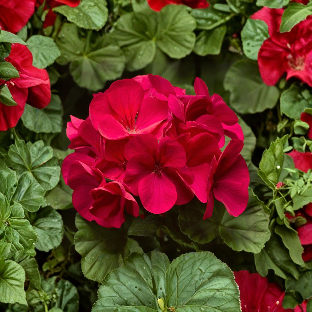 Pinto Premium Coral Geranium Seeds – 100 Pelargonium Seeds for Pastel Coral Blooms
