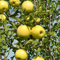 Golden Delicious Apple Tree – Malus domestica ‘Golden Delicious’ Bare Root | 32 Inches Tall+