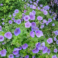 Gravetye Geranium Seeds – Pelargonium Flower Seeds | 25+ Seeds for Vibrant Garden Blooms
