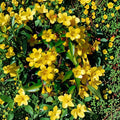 Carolina Jasmine 35 Seeds – Gelsemium sempervirens Yellow Jessamine | Fragrant Climbing Vine Seeds