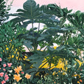 Papaya Tree Live Plant | 5–10 Inch Tropical Fruit Tree | Carica papaya | Organic, Fast Growing Indoor Outdoor