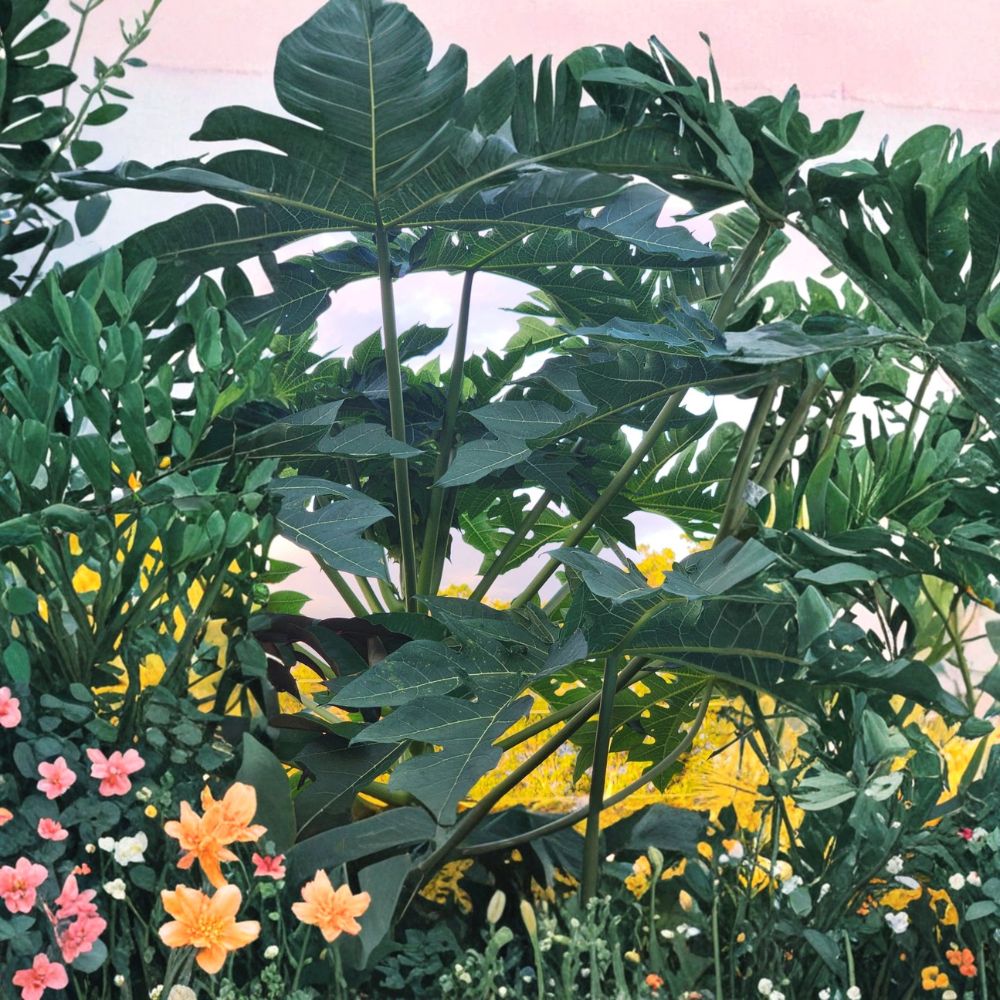 Papaya Tree Live Plant | 5–10 Inch Tropical Fruit Tree | Carica papaya | Organic, Fast Growing Indoor Outdoor