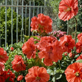 Double Red Orange Geranium Plants - 2 Rooted Pelargonium Starters | Vibrant Flowering Garden Plants