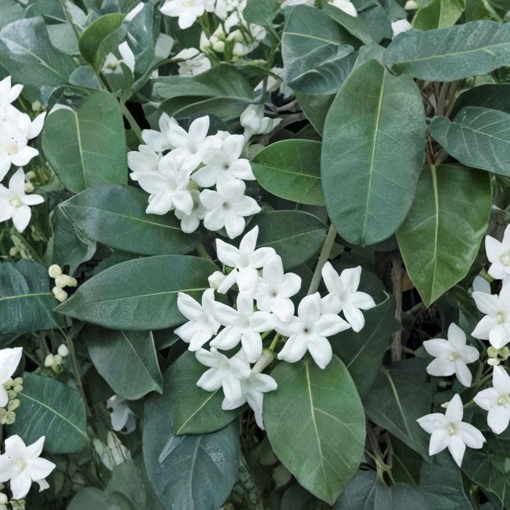 Madagascar Jasmine Stephanotis floribunda Live Plant | Mature Fragrant Vine for Indoor & Outdoor