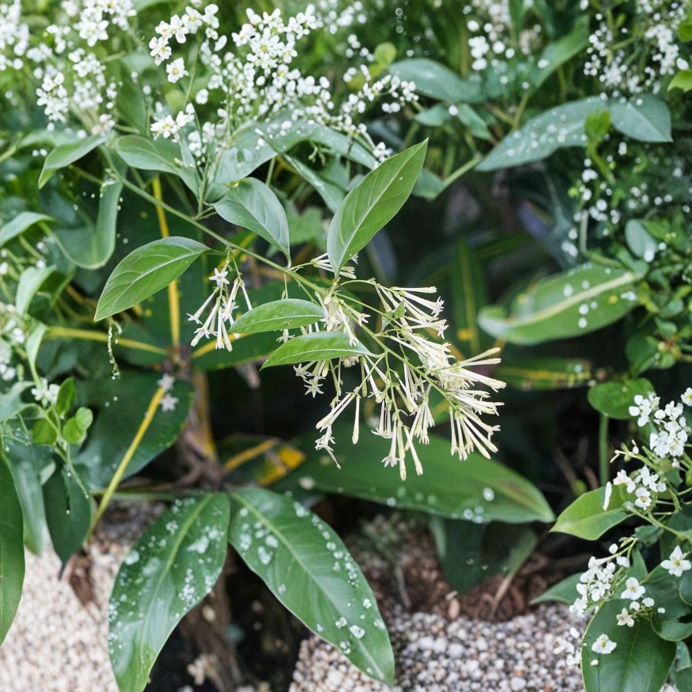 Night Blooming Jasmine Live Plant – Cestrum nocturnum 4–6 Inch Starter | Fragrant Indoor Outdoor Shrub