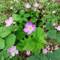 Wild Geranium Bare Roots - 10 Geranium maculatum Cranesbill Roots for Shade Gardens