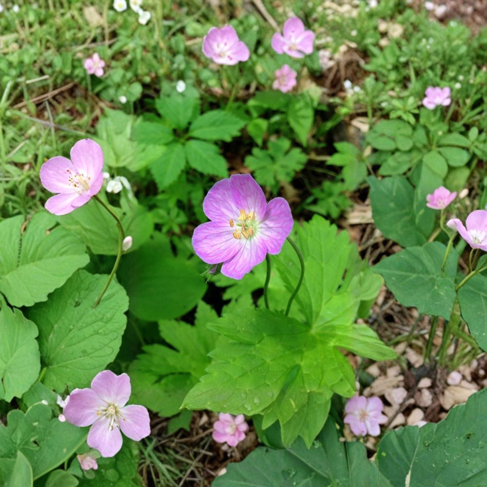 Wild Geranium Bare Roots - 10 Geranium maculatum Cranesbill Roots for Shade Gardens