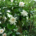 Gardenia Plant Live – Gardenia jasminoides 8 Inch Tall in 4 Inch Pot | Fragrant White Flowering Houseplant