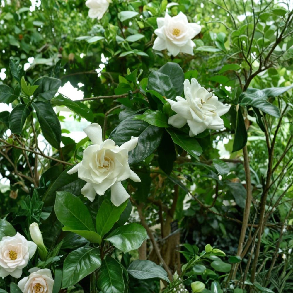 Gardenia Plant Live – Gardenia jasminoides 8 Inch Tall in 4 Inch Pot | Fragrant White Flowering Houseplant