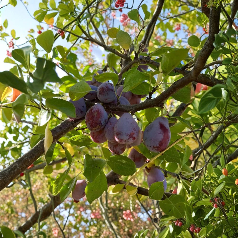 Prune D’Ente 707 Plum Tree – 3 Ft Tall European Prune Plum, Self-Fertile Fruit Tree
