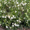 Nicotiana Alata Seeds 20+ | Jasmine Flowering Tobacco | Fragrant Ornamental Garden Plant