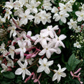 Pink Jasmine Vine Plant – Jasminum polyanthum Live Starter | Fragrant Winter Blooms | Indoor Outdoor Climbing Vine