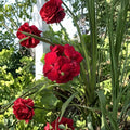 True Red Ivy Geranium Cuttings – 5 Live Pelargonium Starters | 6 Inch Hardy Patio Flowers