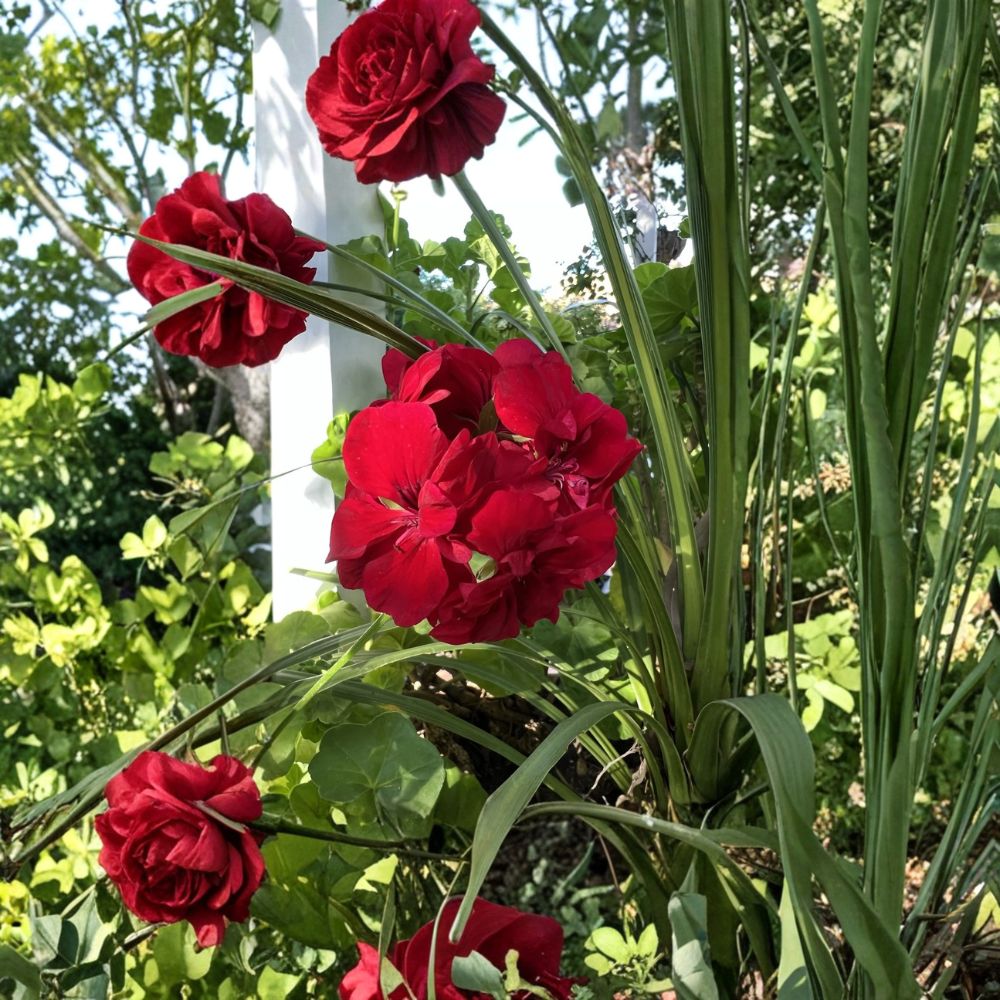 True Red Ivy Geranium Cuttings – 5 Live Pelargonium Starters | 6 Inch Hardy Patio Flowers
