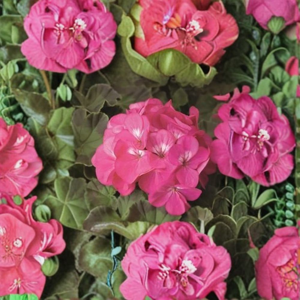Geranium Pinto Premium Rose Deep Pelargonium Seeds | 1,000 Seeds | Deep Rose Blooms