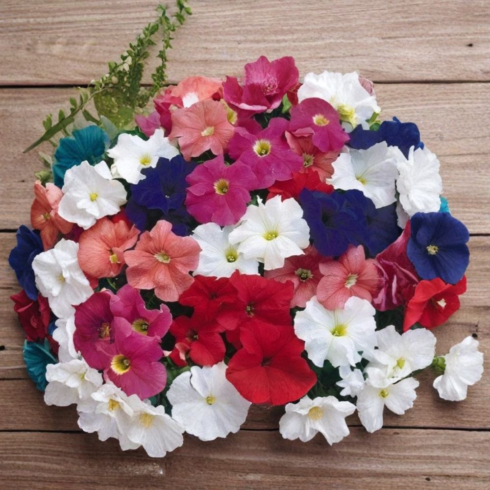 Bravo Mix Petunia Seeds – 50 Pelleted Seeds for Compact Mounding Flowers