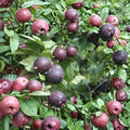 Black Velvet Gooseberry Live Rooted Plant | Sweet Dessert Berry Shrub Zones 4-7