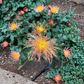Radiance Chrysanthemum Plant – Chrysanthemum morifolium Live 4–6 Inch Potted Mum with Large 6 Inch Blooms