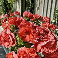 Double Red Orange Geranium Cuttings – 5 Fresh Pelargonium Cuttings for Rooting
