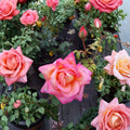 Broadway Rose – Rosa Hybrid Tea Live Plant | 5 Gallon Bush | Golden Yellow & Pink Blooms | Fragrant Garden Rose