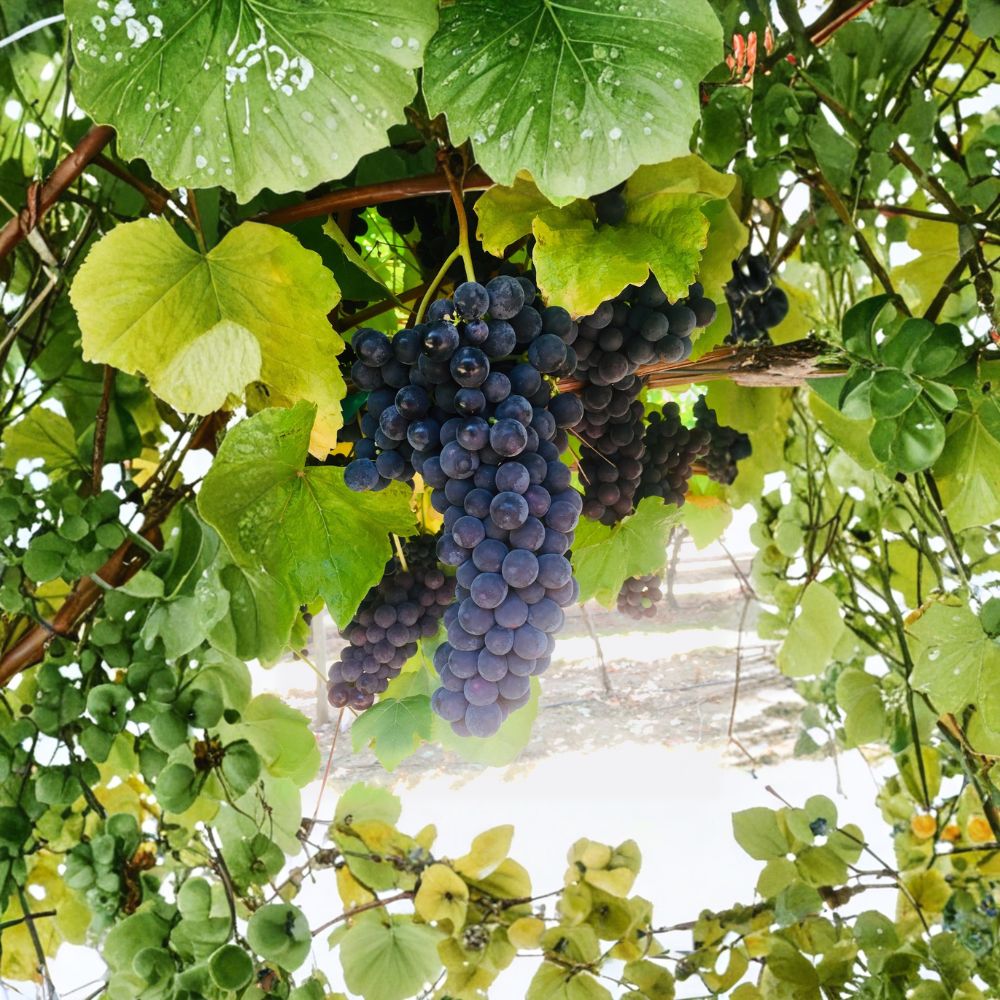 Thomcord Seedless Grape Cuttings – Vitis vinifera x labrusca (5 PCS) | Easy to Root Sweet Table Grapes