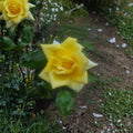 Oregold Grandiflora Rose – Live 1 Gallon Yellow Blooming Rose Bush