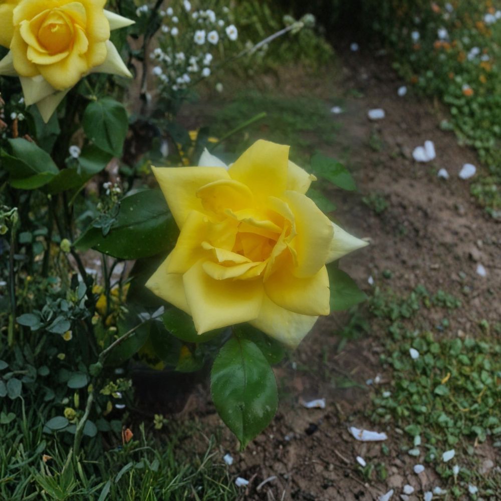 Oregold Grandiflora Rose – Live 1 Gallon Yellow Blooming Rose Bush