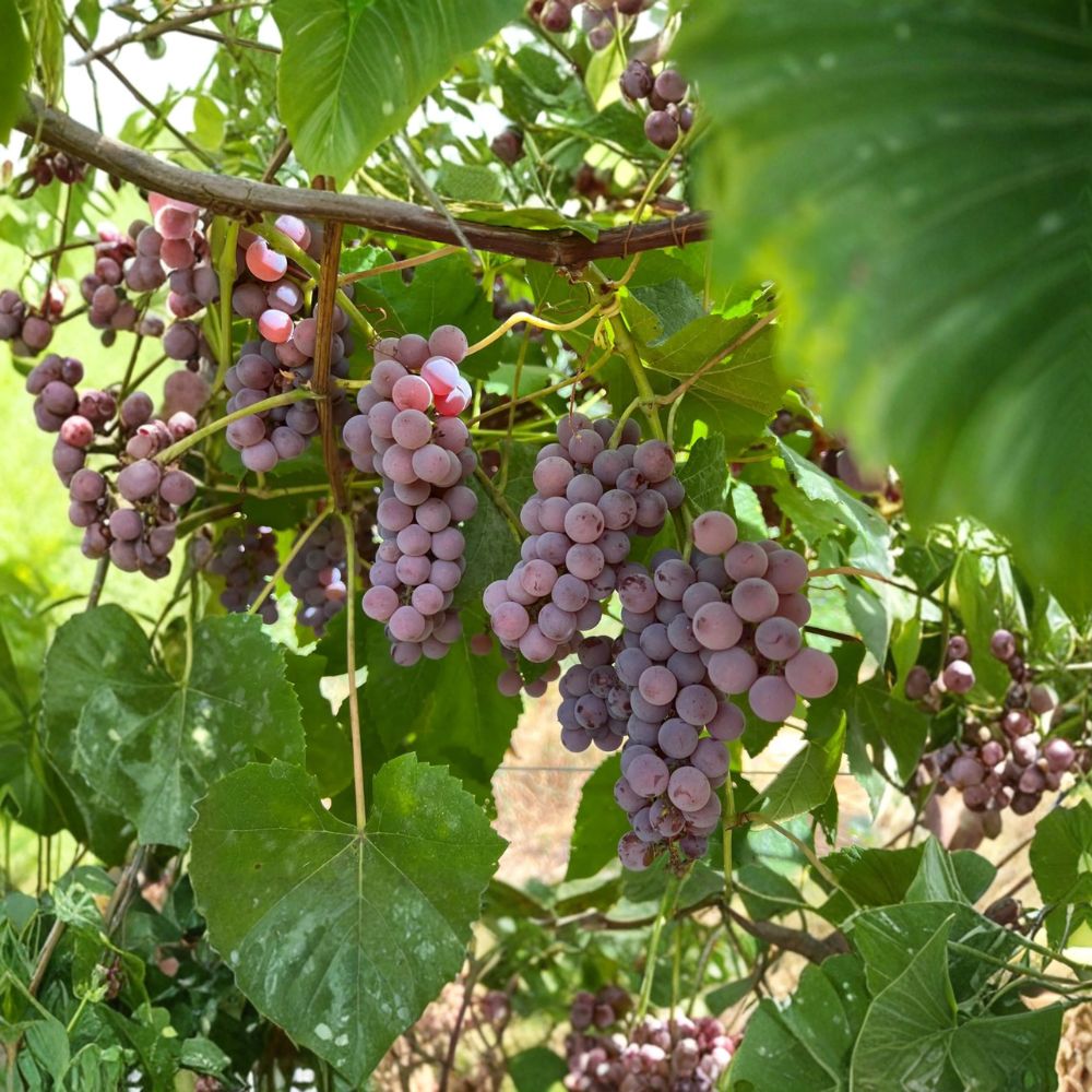 Delaware Grape Cuttings – 5 Pack | Vitis labrusca Hybrid | Sweet Pink Table Grape | Japanese Delaware Variety