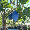 Long John European Plum Tree – Prunus domestica Live Plant | Sweet Freestone Blue Purple Fruit