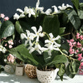 Jasmine Cuttings Mix – Star Jasmine & Pink Jasmine Polyanthum | 10 Organic Unrooted Cuttings