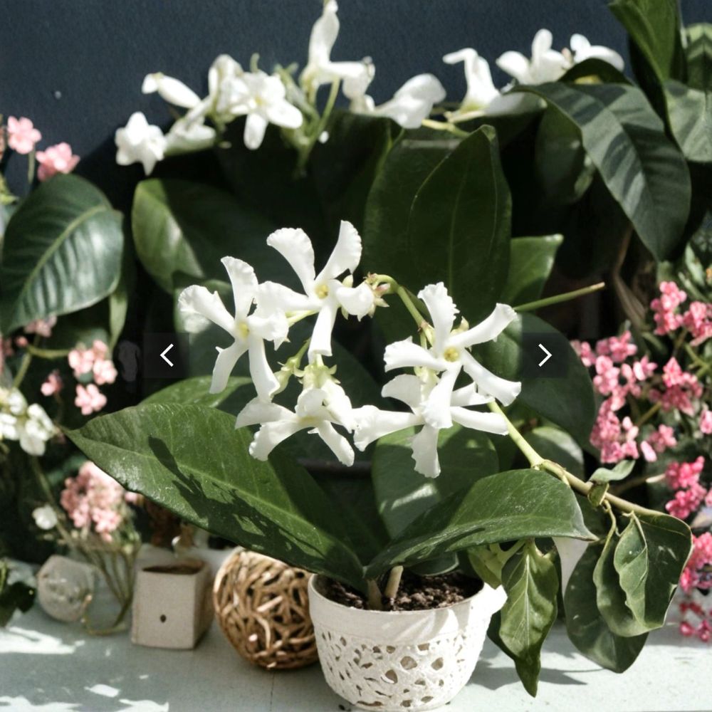 Jasmine Cuttings Mix – Star Jasmine & Pink Jasmine Polyanthum | 10 Organic Unrooted Cuttings