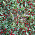 Roselow Crabapple Live Rooted Tree - Wildlife Friendly Flowering Crabapple Shrub Zones 4-9