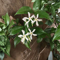 Star Jasmine Cuttings Set of 7 – Trachelospermum jasminoides 6 Inch Unrooted Vines for Propagation