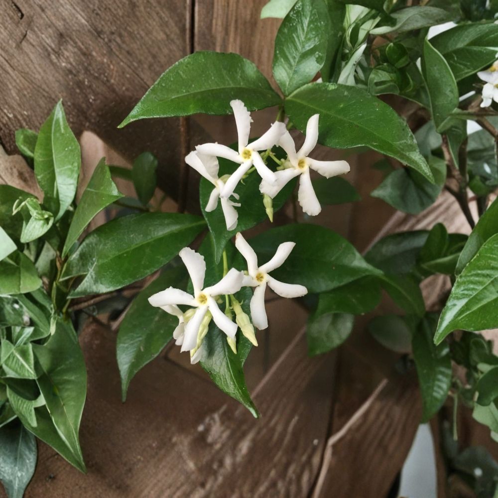 Star Jasmine Cuttings Set of 7 – Trachelospermum jasminoides 6 Inch Unrooted Vines for Propagation
